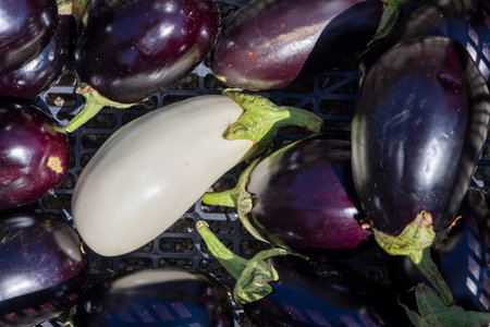 A bunch of purple and white eggplants are on a tray. The white eggplant is the only one that is not purpleの写真素材