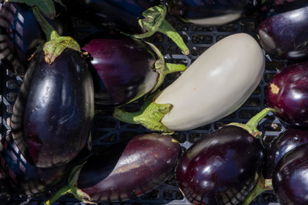 A bunch of purple and white eggplants are in a basket. The white eggplant is the only one that is not purpleの写真素材
