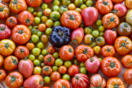 A large assortment of tomatoes and green tomatoes are spread out on a table. The tomatoes are of various sizes and colors, including red, green, and yellow. Concept of abundance and varietyの写真素材