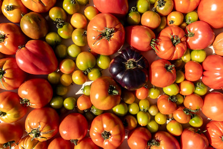 A bunch of tomatoes of different colors and sizes. Concept of abundance and varietyの写真素材