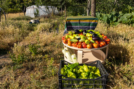 A table full of vegetables including tomatoes, peppers, and squash. The vegetables are displayed in baskets and cratesの写真素材