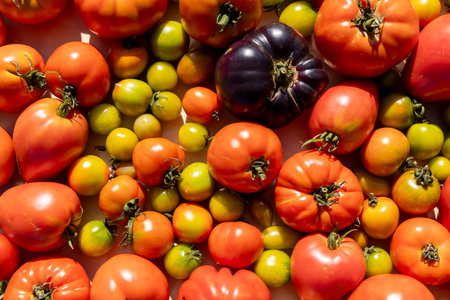 A bunch of tomatoes and green tomatoes are spread out on a table. The tomatoes are of different colors and sizes, creating a vibrant and lively scene. Concept of abundance and freshnessの写真素材