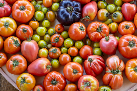 A large assortment of tomatoes and green tomatoes are spread out on a table. The tomatoes are of various sizes and colors, including red, green, and yellow. Concept of abundance and varietyの写真素材