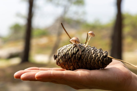 A person is holding a pine cone with mushrooms on it. The scene is set in a natural environment,...