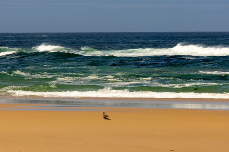 A seagull with broken wing bird is standing on the beach near the ocean. The sky is clear and the...