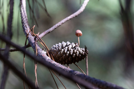 A pine cone is sitting on a branch with a Mycena seynii mushroom growing out of it. The scene is...