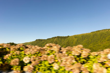 A blurry image of a field of flowers with a blue sky in the background at Sete Cidades, Azores. Scene is peaceful and serene, with the flowers and the sky creating a sense of calmness and tranquilityの写真素材