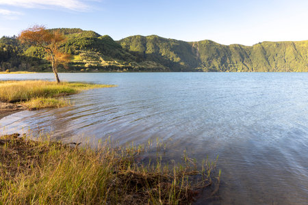 A lake with a tree in the foreground at Sete Cidades, Azores. The water is calm and the sky is clear . The scene is peaceful and sereneの写真素材