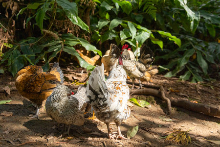A group of chickens are standing in the shade of a tree. The chickens are of different colors and sizes, and they seem to be enjoying the coolness of the shadeの写真素材