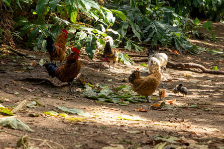 A group of chickens are walking around in a field. The chickens are of different colors and sizesの写真素材