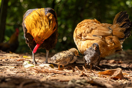 A group of chickens are standing in the dirt, with one of them being a rooster. The rooster is looking at the camera, while the other chickens are pecking at the ground. The scene is peaceful and calmの写真素材