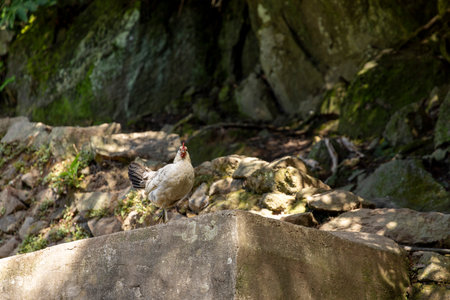 A chicken is standing on a rock in the sun. The rock is surrounded by moss and there is a shadow on...
