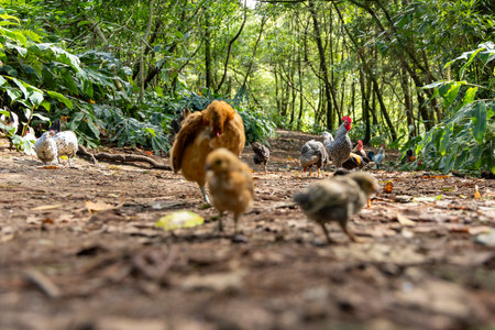 A group of chickens are walking on a dirt path. The chickens are of different sizes and colors, including brown, white, and black. The scene is peaceful and naturalの写真素材