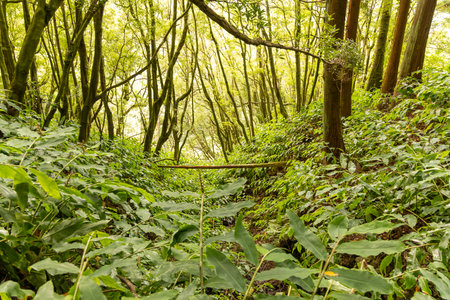 A lush green forest with trees and bushes. The trees are tall and leafy, and the bushes are full of...