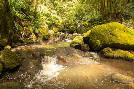 A stream of water flows through a forest with moss growing on the rocks. The water is clear and calm, and the moss adds a natural touch to the scene.の写真素材