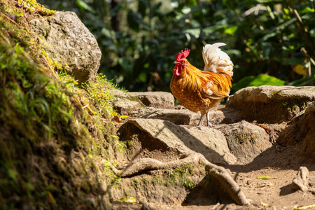 A rooster is standing on a rocky path. The path is surrounded by trees and plants, and the ground is...