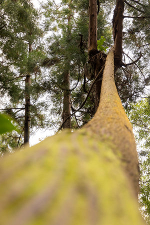 A cryptomeria japonica Japanese cedar tree trunk is shown in a close up, with the leaves and branches visible. The view is looking up at the tree from below. The tree appears to be tallの写真素材