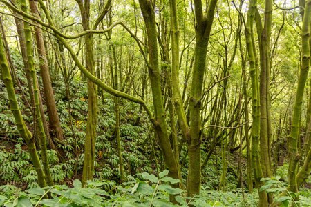 A lush green forest with moss growing on the trees. The trees are tall and the leaves are greenの写真素材