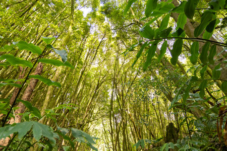 A forest with trees and leaves. The leaves are green and the sky is blue