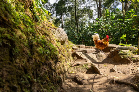 A chicken is walking on a dirt path in a forest. The path is rocky and the chicken is walking on itの写真素材