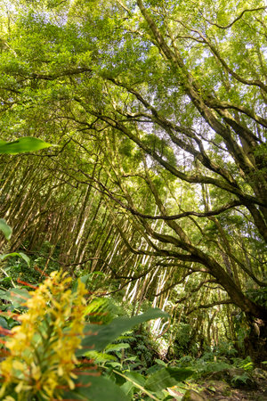 A lush green forest with a bright yellow flower in the foreground. The trees are tall and have a lot of branches. The forest is full of life and is a beautiful sight to beholdの写真素材