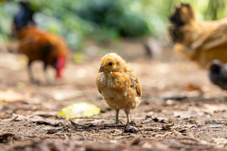 A small chicken is standing on the ground in front of a group of other chickens. The scene is peaceful and calm, with the birds cooing and pecking at the groundの写真素材