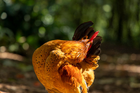 A chicken is standing with its head down. The chicken is brown and has a red beakの写真素材