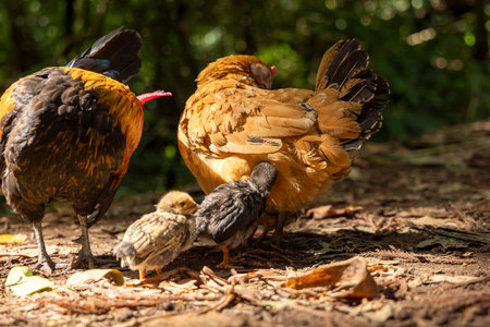 A group of chickens are gathered together, with two of them being a baby. The scene is peaceful and...