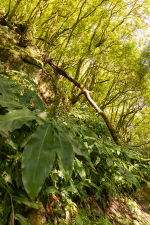 A tree branch is leaning over a hillside with a lush green forest in the background. Concept of...