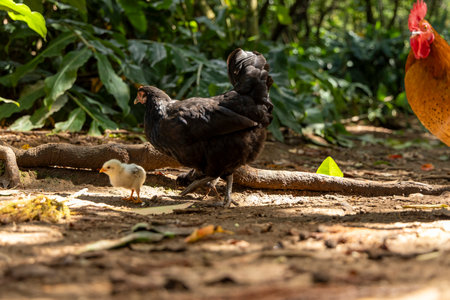 A mother chicken and her baby are walking together in a forest. The mother chicken is larger than the baby chicken, and they seem to be enjoying their time togetherの写真素材