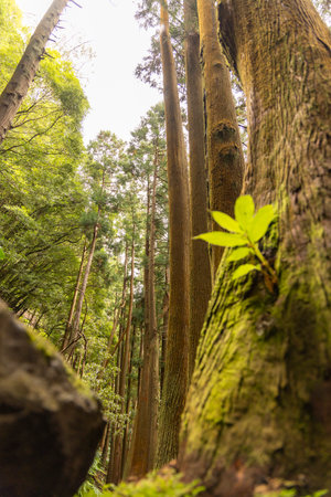 A cryptomeria japonica Japanese cedar tree with a green leaf growing out of it. The tree is...