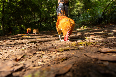 A rooster is eating on the ground. The rooster is surrounded by leaves and dirt. The rooster is the main focus of the imageの写真素材