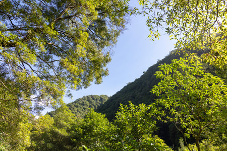 A lush green forest with a clear blue sky above. The trees are tall and leafy, and the sunlight is...