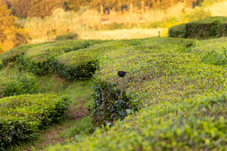 A bird is sitting in a hedge of bushes. The bushes are green and the bird is black in Sao Miguel, Azoresの写真素材