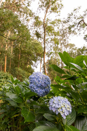 A blue flower is in the foreground of a green bush. The bush is surrounded by trees and the sky is...