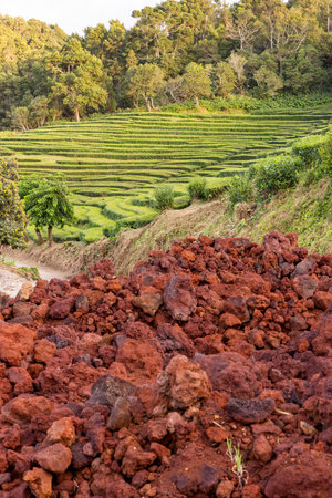 A picturesque landscape with a red dirt field and a green hillside. The red dirt field is covered in a thick layer of soil, while the green hillside is lush with trees in Sao Miguel, Azoresの写真素材
