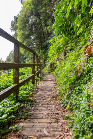 A wooden fence with a path leading up a hill. The path is lined with green plants and trees in Sao...