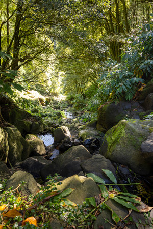 A forest with a stream running through it. The stream is surrounded by rocks and plants in Sao Miguel, Azoresの写真素材