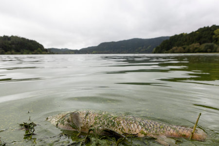 A carp fish is floating in a greenish-blue body of water. The water is murky and the fish appears to...