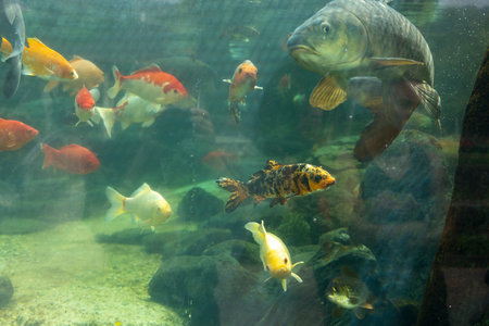 A fish tank with a variety of koi carp fish, including a large fish with a black and orange bodyの写真素材