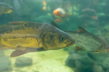 A fish is swimming in a tank with other fish. The tank is filled with waterの写真素材