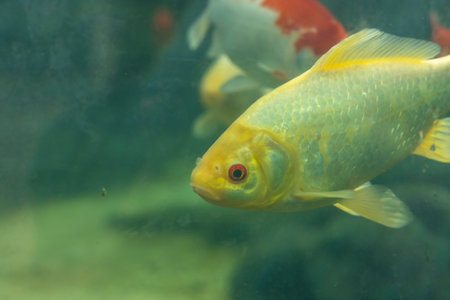 A yellow koi carp fish is swimming in a tank. The fish is the main focus of the image. The tank is filled with water and the fish appears to be swimming around in itの写真素材
