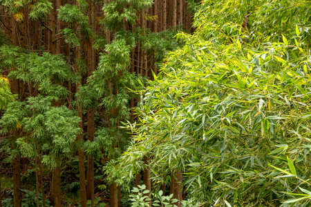 A forest with a mix of trees, some of which are green and some of which are brownの写真素材