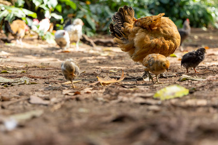 A group of chickens are walking on the ground, with one of them being a mother hen. The other chickens are following her, and there are a few baby chicks among them. The scene is peaceful and calmの写真素材