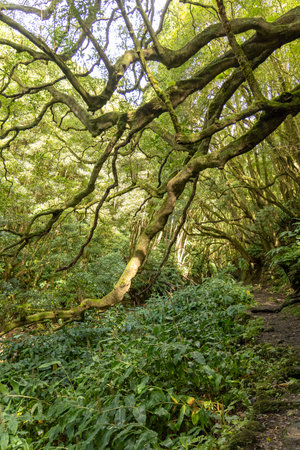 A tree with moss growing on it. The tree is surrounded by green bushes and leaves. The image has a peaceful and serene moodの写真素材
