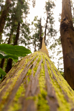 A tree trunk is shown in a close up, with the leaves and branches visible. The view is looking up at the tree from below. The tree appears to be tallの写真素材
