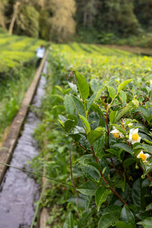 A path runs through a lush green tea camellia sinensis field of tea plants. A person is walking...