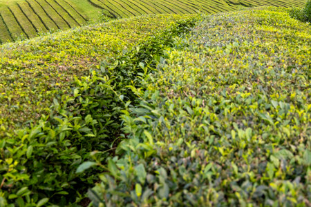 A field of green tea camellia sinensis bushes with a path through it. The bushes are trimmed and well maintained. The field is lush with a sense of tranquility and calm in Sao Miguel, Azoresの写真素材