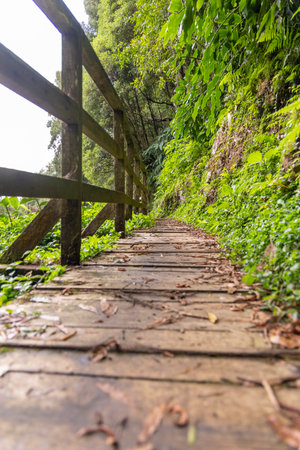 A wooden walkway with a fence on the side. The walkway is lined with trees and has a lot of leaves on the ground in Sao Miguel, Azoresの写真素材