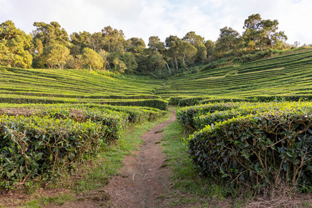 A path winds through a field of green bushes. The bushes are trimmed and well-maintained, giving the impression of a carefully tended garden. The path is surrounded by the bushes in Sao Miguel, Azoresの写真素材